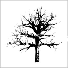 Obraz premium Vector Bare tree showcases a stark leafless silhouette against a white backdrop.