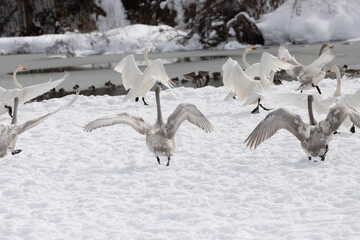 Fototapeta premium Flying whooper swans (Cygnus cygnus) and young birds spreading their wings wide