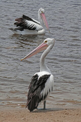Pelicans in the shallows of the beach at Tooradin Victoria-