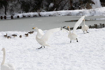 Swans on the snow, a flock of young birds, flapping their wings
