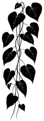 philodendron heartleaf vine vertical decoration border silhouette © safri