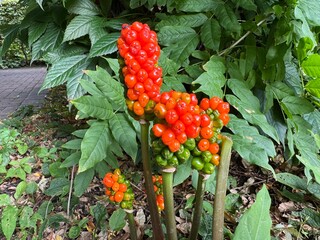 Bright red-orange berries of the Arum italicum plant growing among lush green leaves in a summer garden.