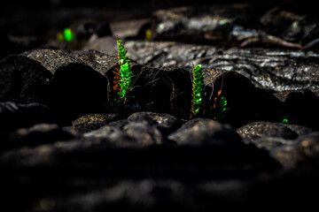 Close-up of Hardened Lava Rock Texture in Hawaii Volcanoes National Park, Big Island