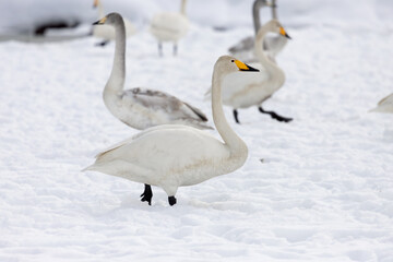 Whooper swans (Cygnus cygnus) and a cygnet walking on a snowfield.