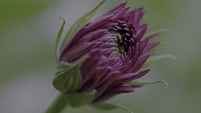 A delicate tulip bud, tightly closed and poised to bloom, showcases vibrant pink hues against a soft, blurred background