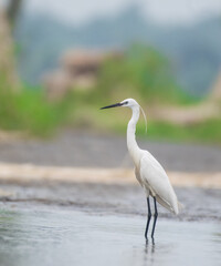 Little Egret hd 
Great Egret hd