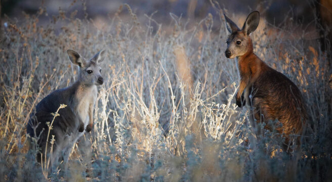 Common Wallaroo