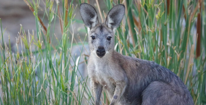 Common Wallaroo