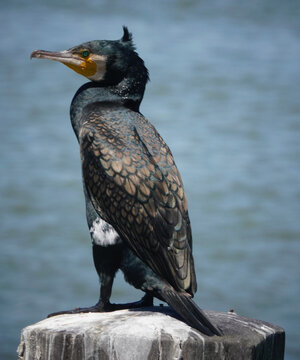 Great Cormorant