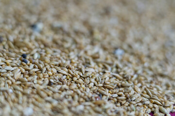 Close up background image of bird food. It is a mix of seeds for common domestic birds like budgies and finches.