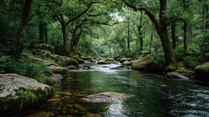 Fototapeta premium Lush forest stream