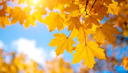 Fototapeta premium Autumn leaves against a blue sky