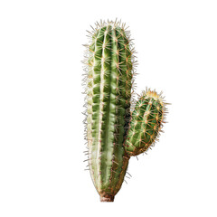 Naklejka premium Close-up of a green cactus with numerous spines