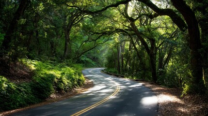 Obraz premium Scenic roadway winds through a lush green forest canopy, sunlight dappling the asphalt, creating a calming and picturesque natural scene.