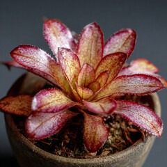 ネオレゲニア ルビーパゴダ