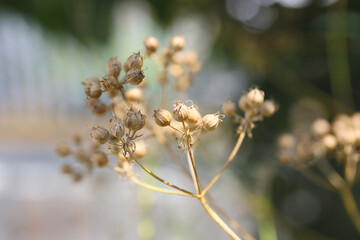 close up botanical background of coriander seeds in a garden