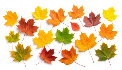 Fototapeta premium Autumn leaves arranged on white background