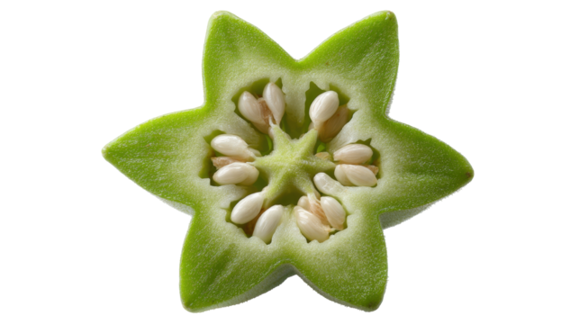 Green star shaped okra slice isolated on transparent background showing seeds and texture in close up