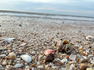 seashell on the beach