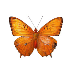 Obraz premium Orange butterfly, detailed wings