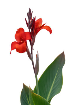 Vibrant red canna lily flower with green leaves isolated on transparent background