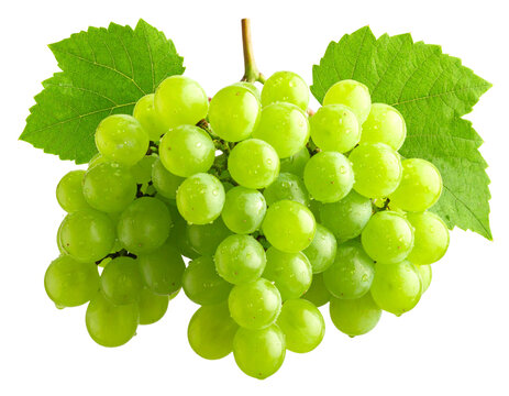 Top-Down Perspective of Dewy Green Grapes with Sunlight Filtering Through Leaves