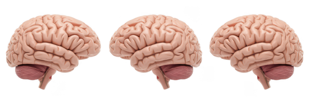 Three realistic human brains displayed side by side isolated on transparent background
