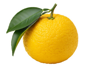 A single, whole, fresh yellow yuzu fruit, white background isolated