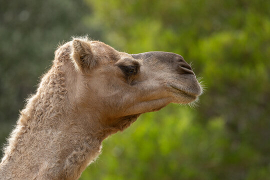 Close up of a camel's head