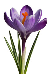 Fototapeta premium Beautiful purple crocus flower isolated on transparent background