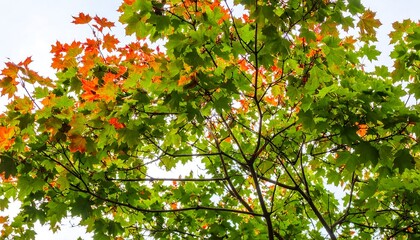 Fototapeta premium Autumn leaves canopy