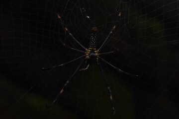 webs, brown, native, colour, macro nature, predator, cobweb, hanging, season, wallpaper, house, wild, spider on web, black, light, carnivorous, garden, wall, delicate, macro, nature, legs, animal, bac