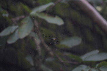 webs, brown, native, colour, macro nature, predator, cobweb, hanging, season, wallpaper, house, wild, spider on web, black, light, carnivorous, garden, wall, delicate, macro, nature, legs, animal, bac