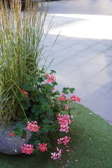 Flowering plants create a vibrant outdoor space with greenery and colorful blooms in a modern urban setting