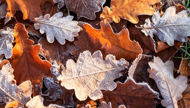 Autumn leaves covered in frost