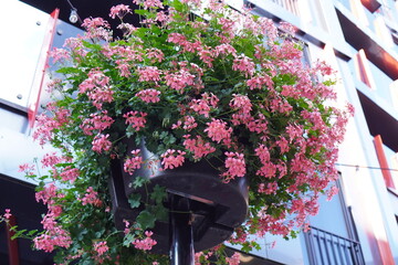 Flowering pink blossoms hang in a bright urban space surrounded by modern buildings on a sunny day