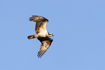 Osprey