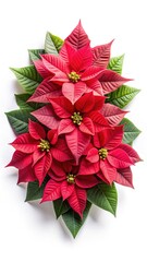 Elegant display of red Poinsettia flowers and green leaves on white background