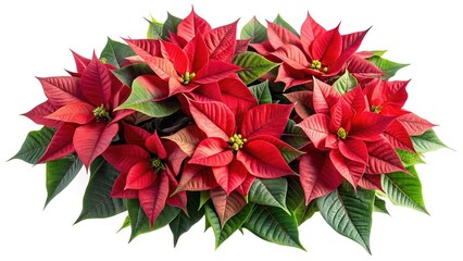 Arrangement of Vibrant Red Poinsettia Flowers with Green Leaves on White Background