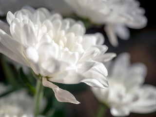 delicate white fragile chrysanthemum petals on a blurred background