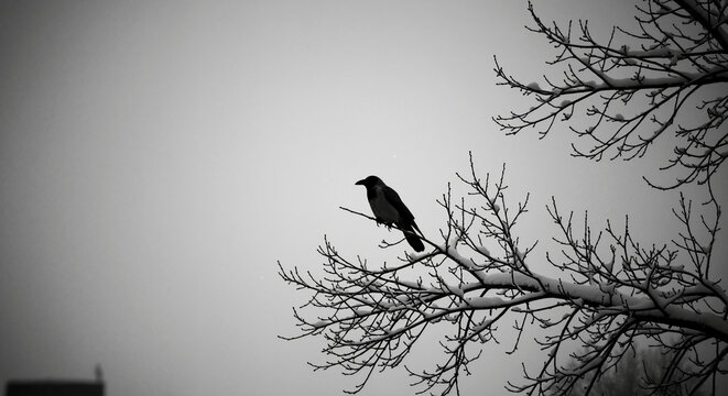 Crow perches on bare winter branch against gray overcast sky. Urban bird adapting to seasonal changes for wildlife resilience content