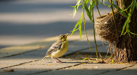 Small bird stands near woven nest hanging from tree in urban park setting. City wildlife nesting behavior for nature conservation and breeding season content