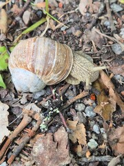 snail on leaf