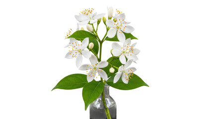 Fototapeta premium Delicate white flowers in a glass vase isolated on transparent background