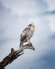 Crested Hawk-Eagle