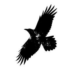 Fototapeta premium Vector Soaring raven with textured details.
