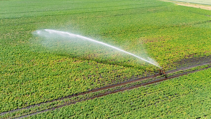 Aerial drone view of irrigation system, water jet rain guns sprinklers on field, rural scene landscape on sunny day, green field background, agriculture in the Netherlands