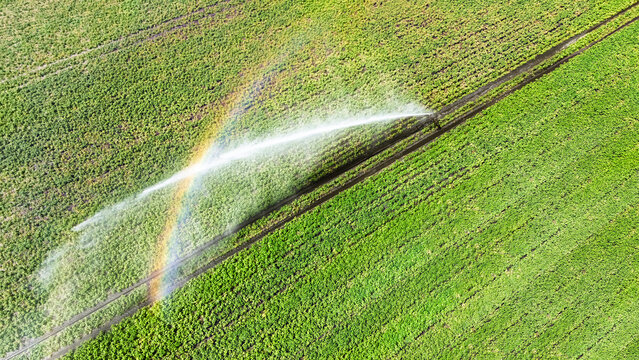 Aerial drone view of irrigation system, water jet rain guns sprinklers on field, rural scene landscape on sunny day, green field background, agriculture in the Netherlands