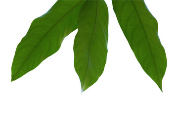 Natural green branches isolated on white background.