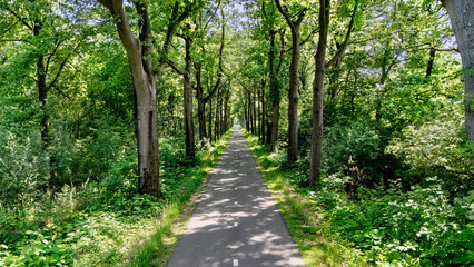Bicycle lane road between trees aerial drone view from above, cycling lane for bikes, idyllic dutch spring landscape, typical countryside transportation infrastructure in the Netherlands